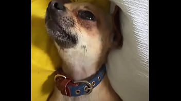 Relaxed in mommy’s lap #chihuahuastiktok #nocare