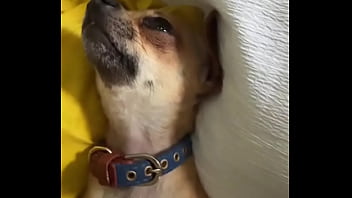 Relaxed in mommy’s lap #chihuahuastiktok #nocare