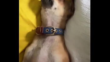 Relaxed in mommy’s lap #chihuahuastiktok #nocare