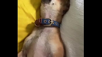 Relaxed in mommy’s lap #chihuahuastiktok #nocare