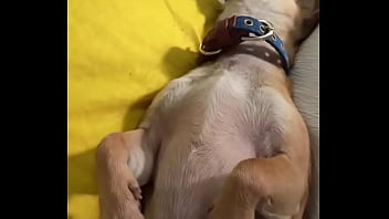 Relaxed in mommy’s lap #chihuahuastiktok #nocare