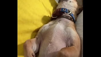 Relaxed in mommy’s lap #chihuahuastiktok #nocare