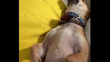 Relaxed in mommy’s lap #chihuahuastiktok #nocare