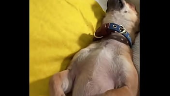 Relaxed in mommy’s lap #chihuahuastiktok #nocare