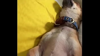 Relaxed in mommy’s lap #chihuahuastiktok #nocare