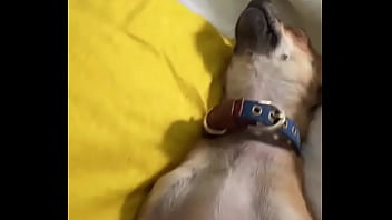 Relaxed in mommy’s lap #chihuahuastiktok #nocare