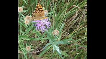 Lady alice 9 16 09 part 3 bride diaries full hd 60fps