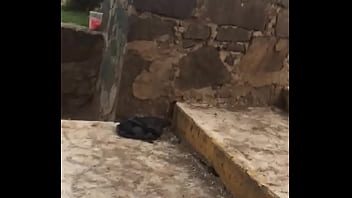 Chacal Meando thumbnail