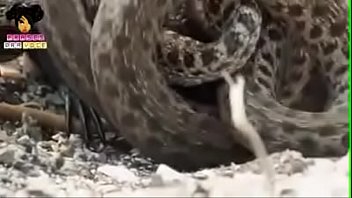 Fodendo selvagem a novinha