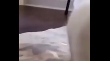 Primeiro video do canal shitpost