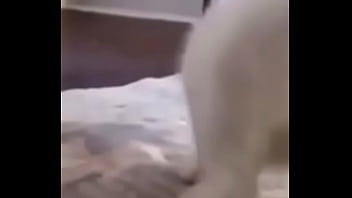 Primeiro video do canal shitpost