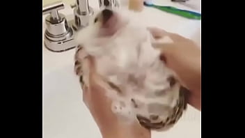 Видео для верификации