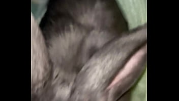 Virtual bunny boop from frank