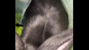 Virtual bunny boop from frank