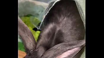 Virtual bunny boop from frank