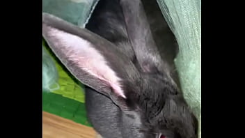 Virtual bunny boop from frank