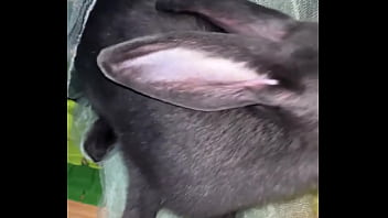 Virtual bunny boop from frank