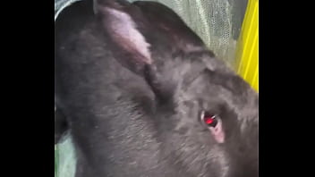 Virtual bunny boop from frank