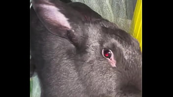 Virtual bunny boop from frank