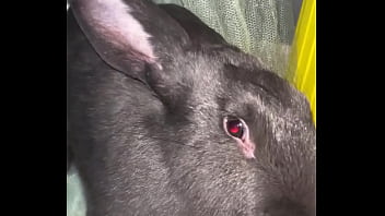 Virtual bunny boop from frank