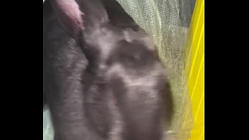 Virtual bunny boop from frank