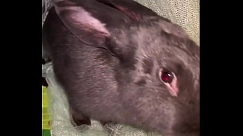 Virtual bunny boop from frank