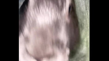 Virtual bunny boop from frank