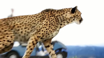 World's fastest vehicle vs world's fastest animal