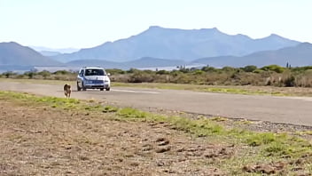 World's fastest vehicle vs world's fastest animal