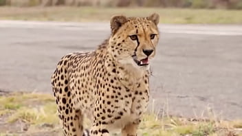 World's fastest vehicle vs world's fastest animal