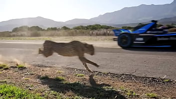 World's fastest vehicle vs world's fastest animal