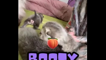 Rescued pregnant mia and give her kittenzz a good and calm life