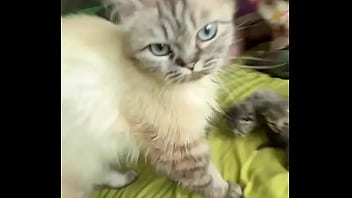 Rescued pregnant mia and give her kittenzz a good and calm life