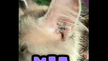 Rescued pregnant mia and give her kittenzz a good and calm life