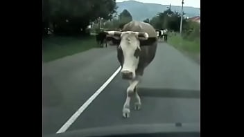 Видео для верификации