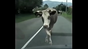 Видео для верификации