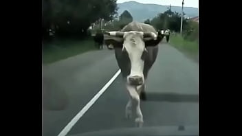 Видео для верификации