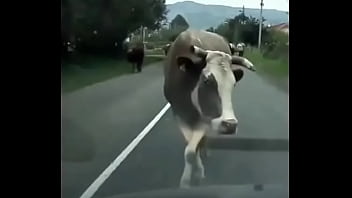 Видео для верификации