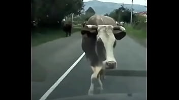 Видео для верификации