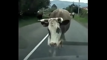 Видео для верификации