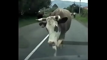 Видео для верификации