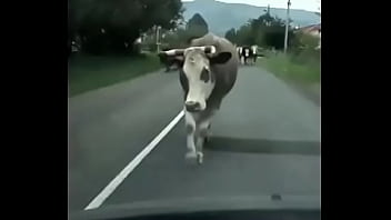 Видео для верификации