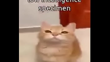 Cats Helpme thumbnail