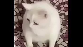 Cats Helpme thumbnail