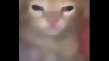 Cats Helpme thumbnail