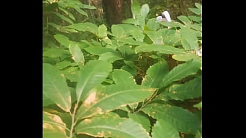 Qui veut essayer de tirer la lapine