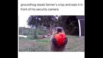 Furry Absolutely Fucks Farmer Over thumbnail