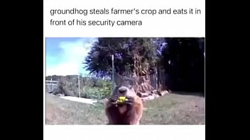 Furry Absolutely Fucks Farmer Over thumbnail