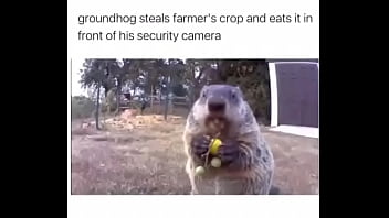 Furry Absolutely Fucks Farmer Over thumbnail