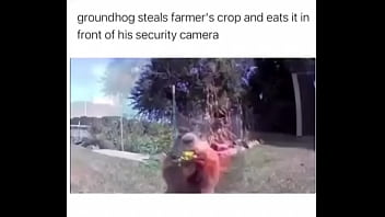 Furry Absolutely Fucks Farmer Over thumbnail